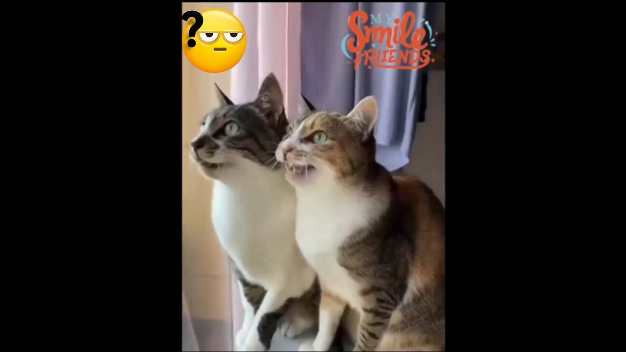 New Funny Videos 2024 😍 Funniest Cats & Dogs Videos🐶😹