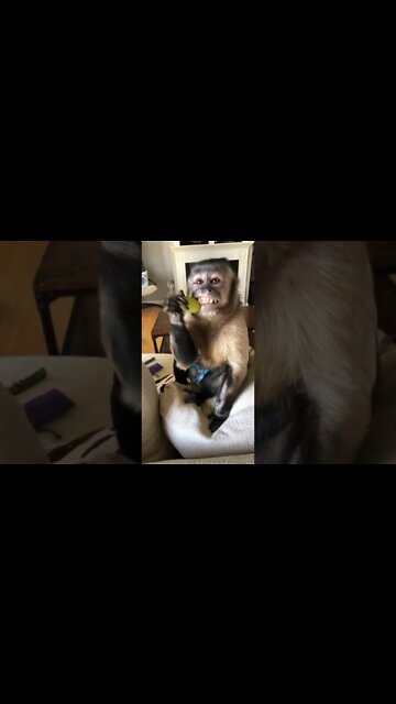 Sometimes I like to sit on the back of the couch and look out the window #Shorts