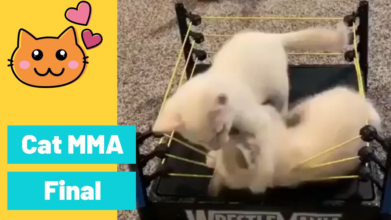 Cute Cat Fighting like MMA