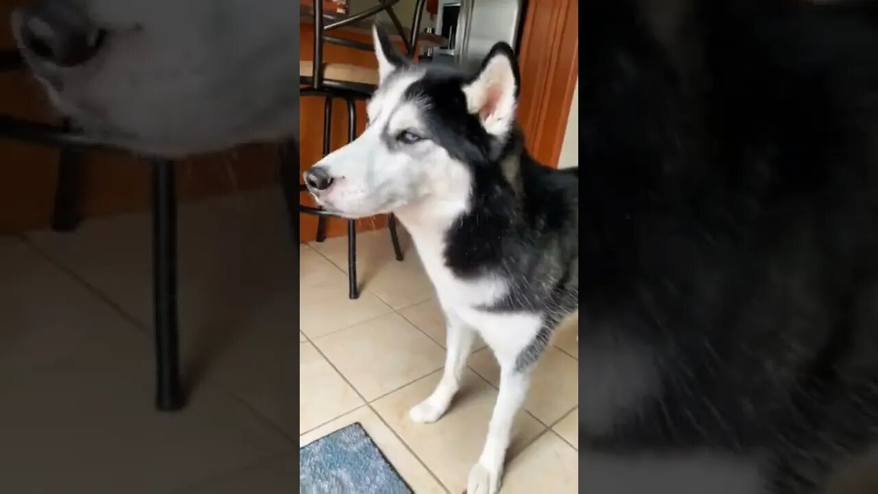 Husky refuses to go outside in the cold