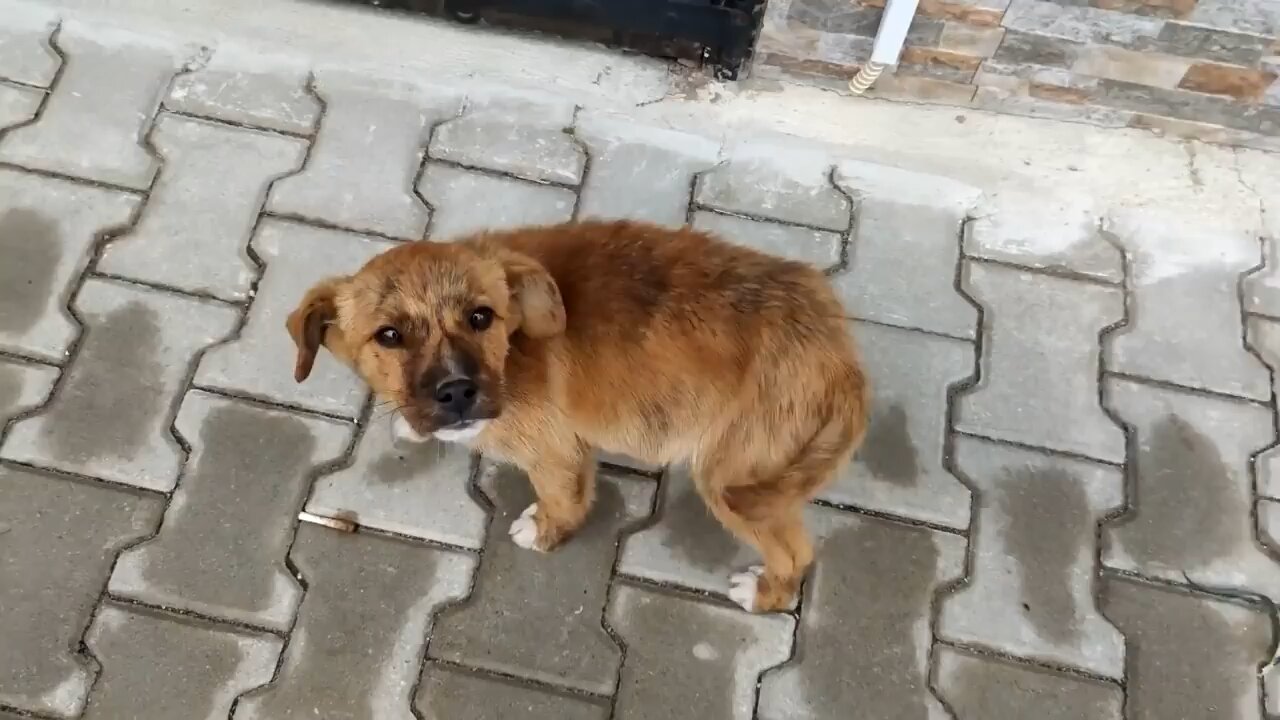 Lost Puppy Follows A Couple Home, and was Rescued