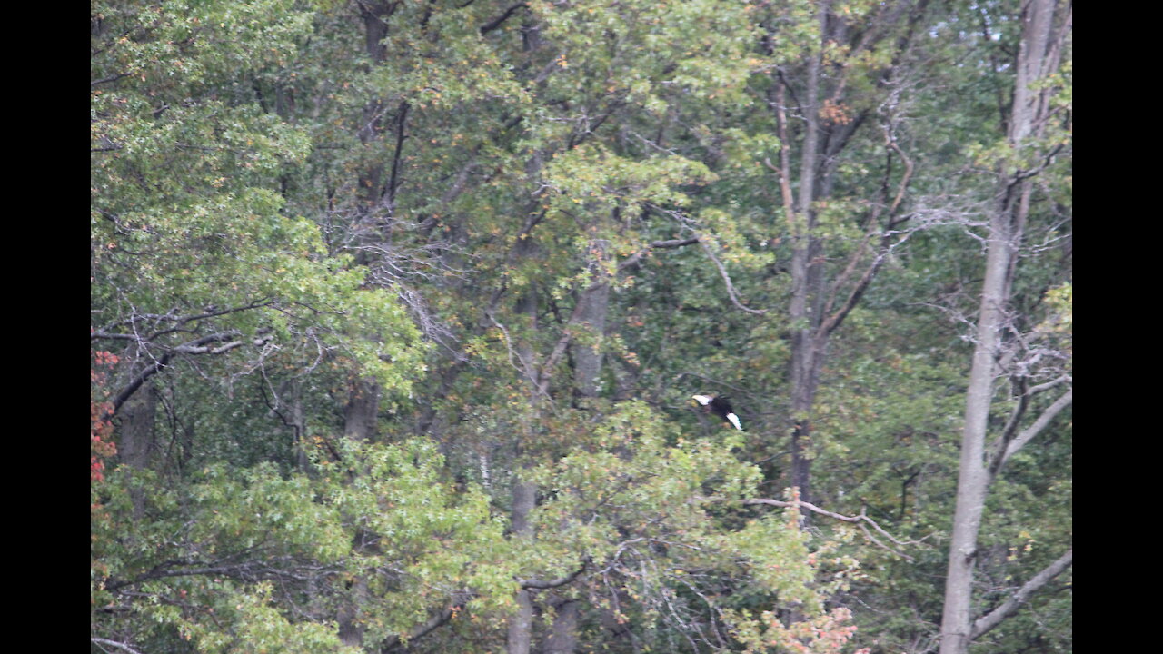 Bald Eagles Lorain County Ohio 10/17/21 Sandy Ridge Reservation