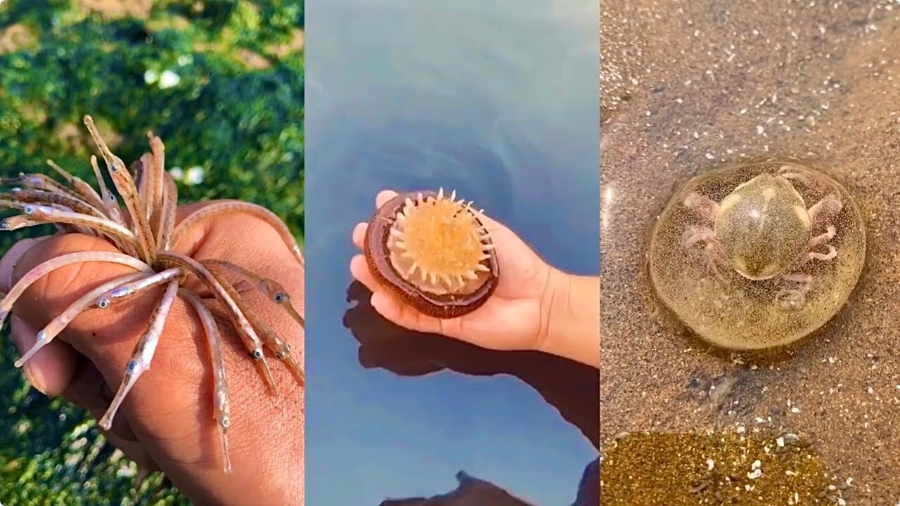 Hunt for Rare and Cute Animals Around the Beach