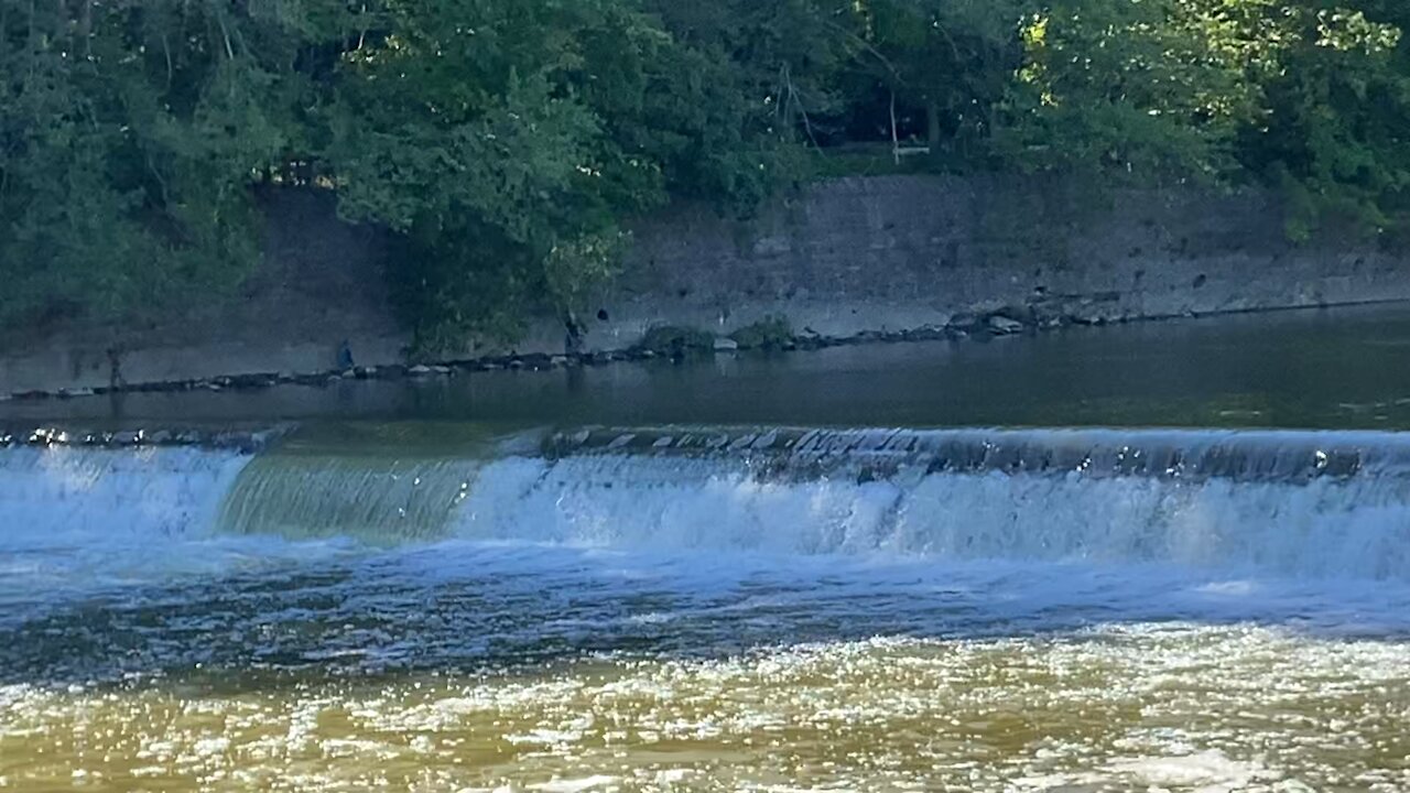 2021 Salmon run Humber River 8