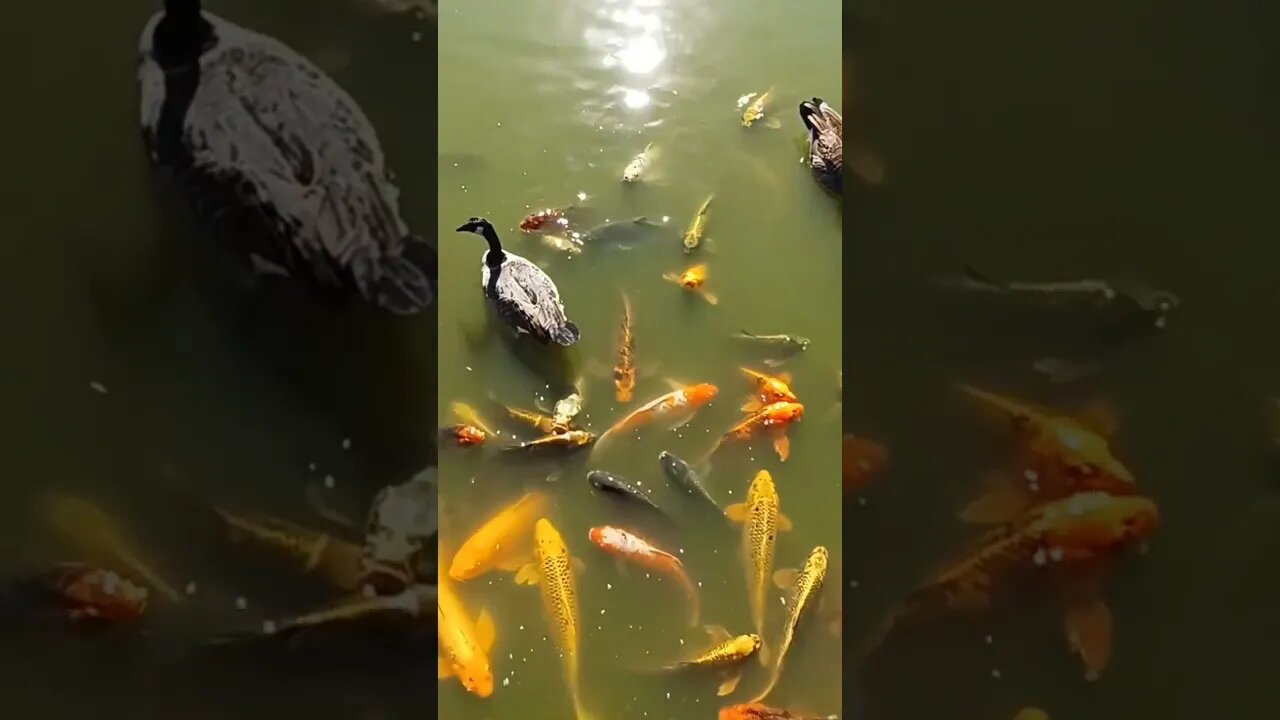 GIANT Koi vs Canadian Geese. Fight For Food!