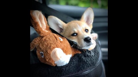 Corgi puppys compilation! Corgi the cutest animal in the world :)