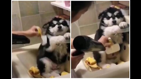 CUTE PUPPY FUNNY CUTE REACTIONS...