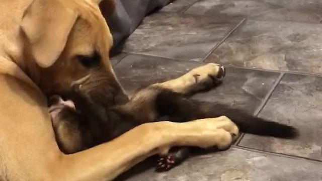 Nimble Ferret Shares Precious Relationship With Gentle Mastiff