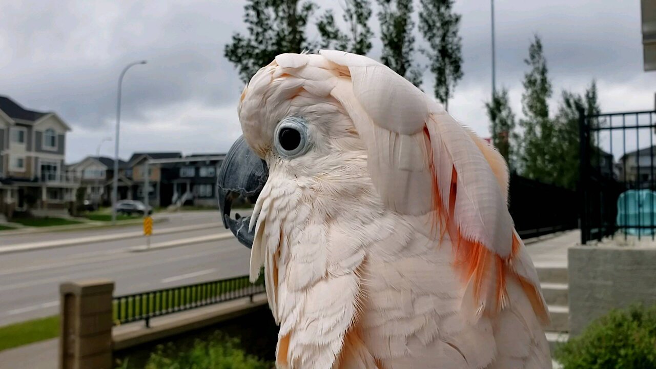 Confused cockatoo thinks he's a chicken