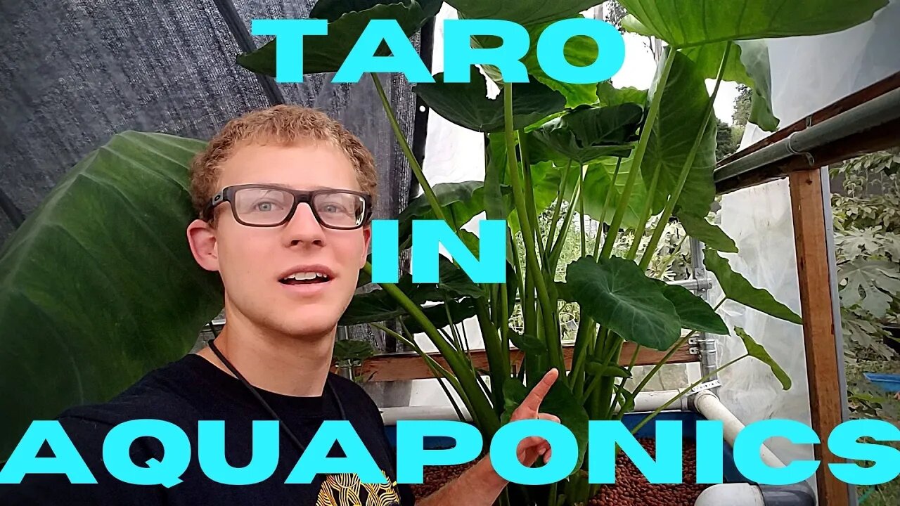 Aquaponic Taro update (Almost ready to harvest)