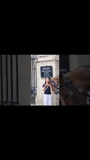 Big love to the horse #horseguardsparade