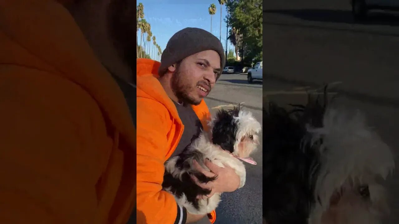 Re uniting this LOST PUPPY WITH HER OWNER!!