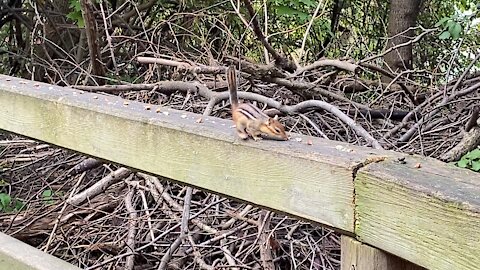 Simon the chipmunk having some almonds