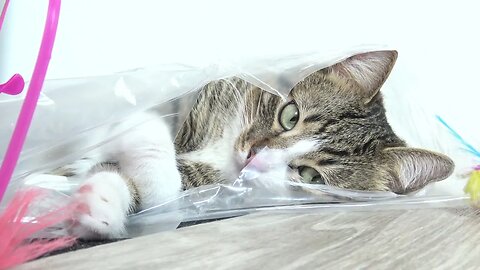 Funny Cat Plays from a Plastic Bag