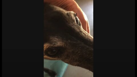 Disabled greyhound misses her human.