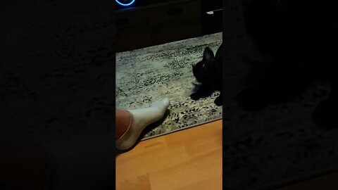 French Bulldog Blacky is fighting with a white sock | Französische Bulldogge bekämpft w. Socke 🐶💕