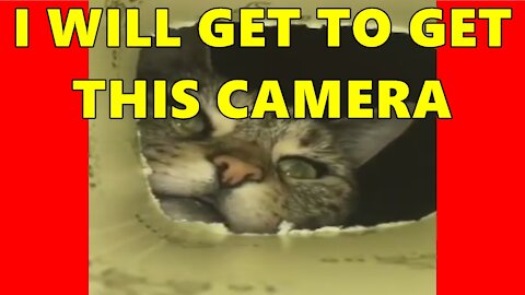 Cat Trying To Catch The Camera