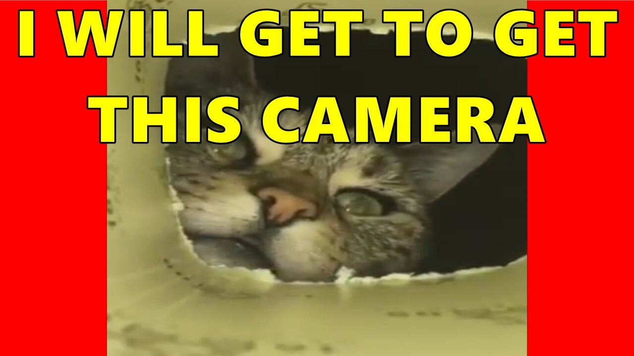 Cat Trying To Catch The Camera