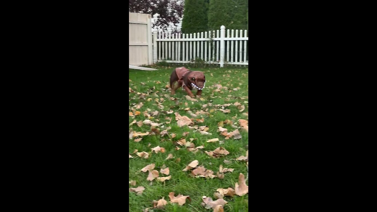 Bulldog totally confused in new dinosaur costume