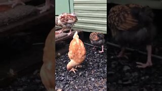 8 week old chicks
