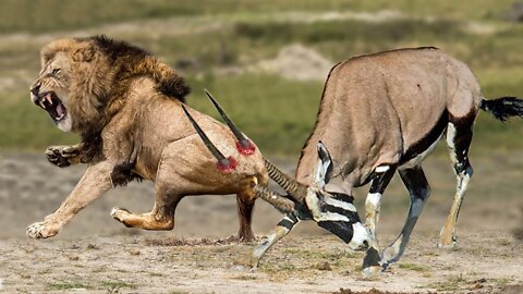 Gemsbok hit the herd lion with his horns to save his teammate