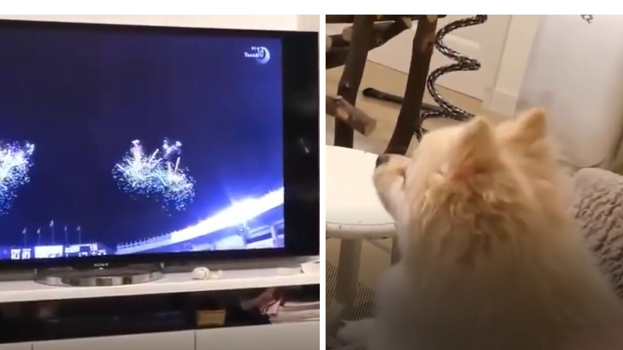 How Amusing this Dog react towards the the fireworks on the TV