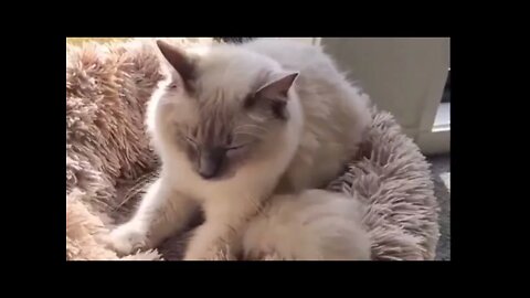 cute cat/beautiful cat/cat playing/pets world/funny cats videos