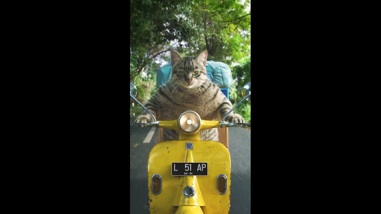 billi Billa main hua bike competition #funny #cute #viral #fun #funnyanimals #short #funcutefunny