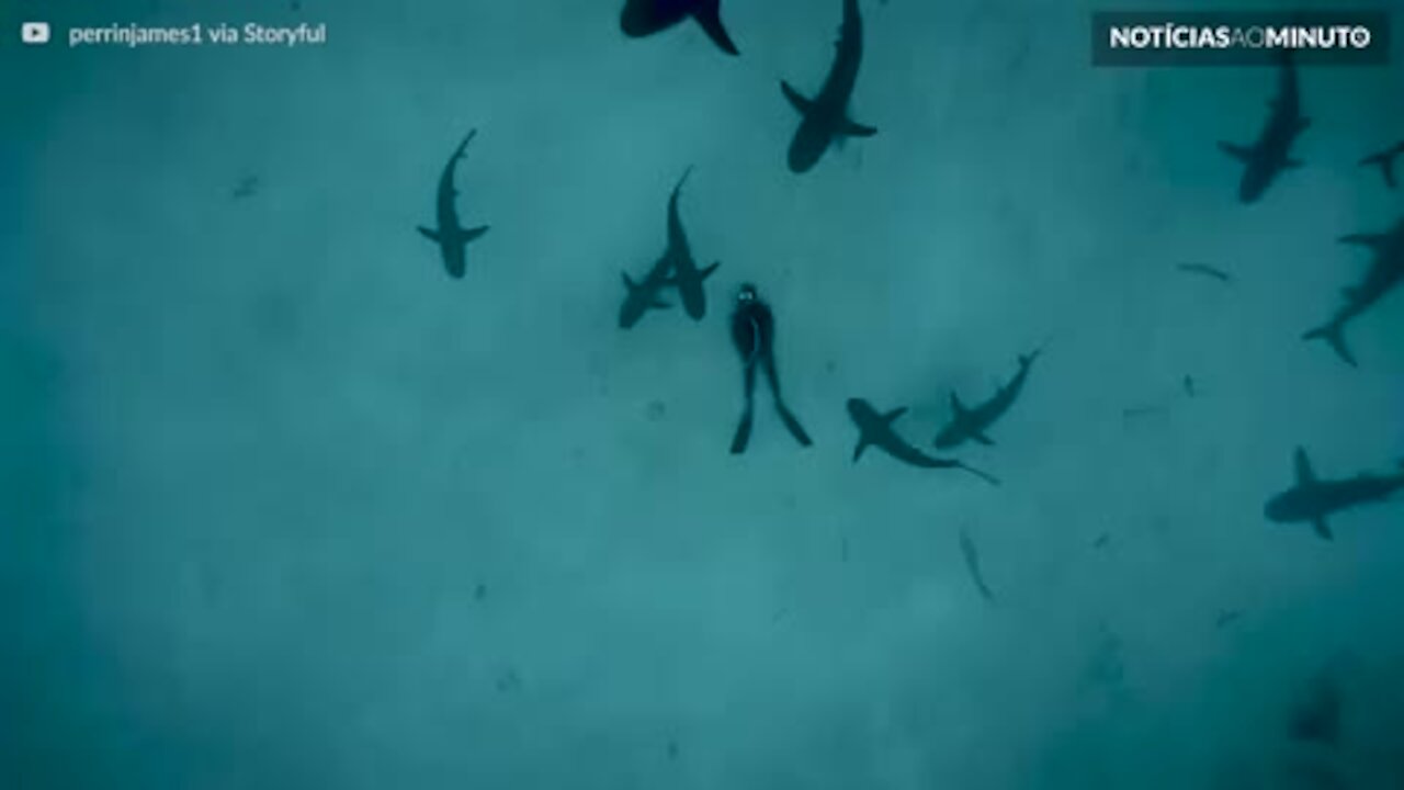 Mergulhador deita no fundo do mar repleto de tubarões