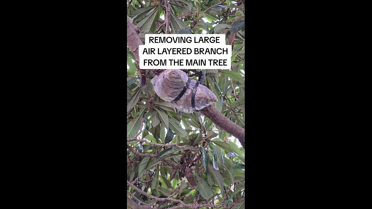 removing air layered branch from main tree