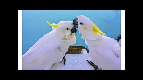 Funny birds 🐦