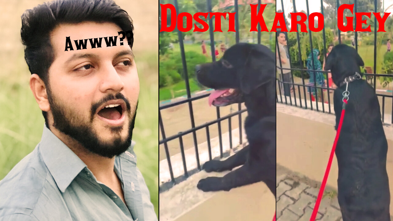Labrador Dogg (Puppy) is looking for friends -lets do it with dani 2021 (Best Video) (Trending)