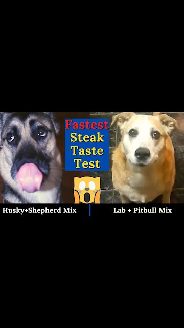 Dogs Inhale Raw Steak