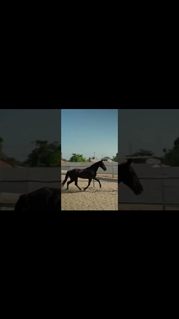 Horse Life Adventures