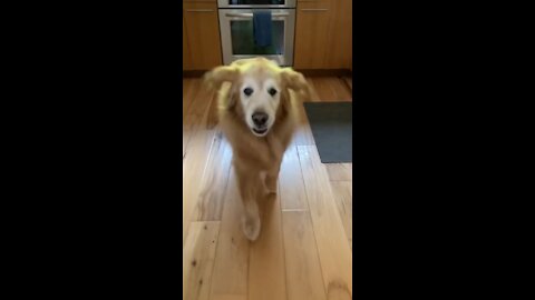 Funny dog video 🐶