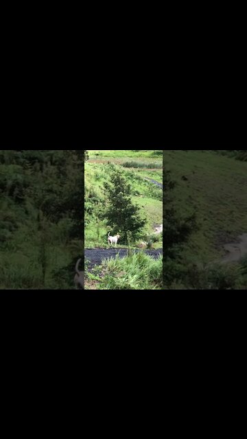 Dog enjoys small break in flood weather