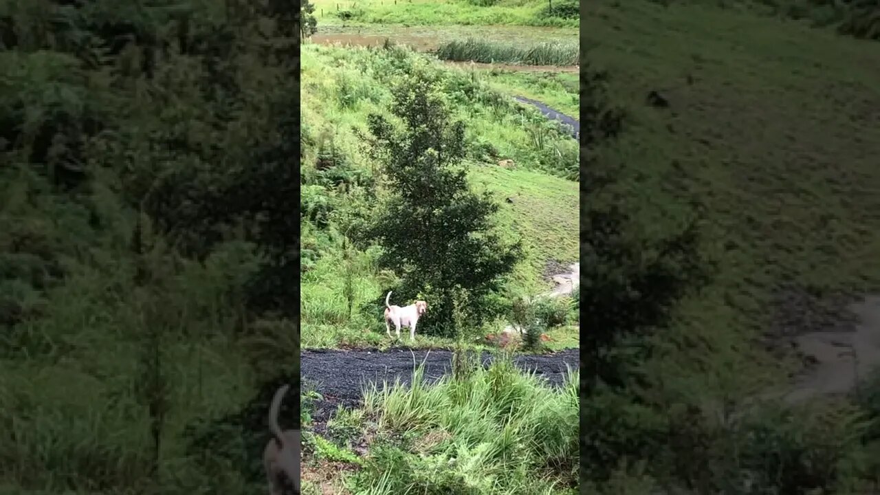 Dog enjoys small break in flood weather