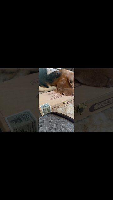 Short dog, shorter cigars #cigar #cigars #luxury #dog