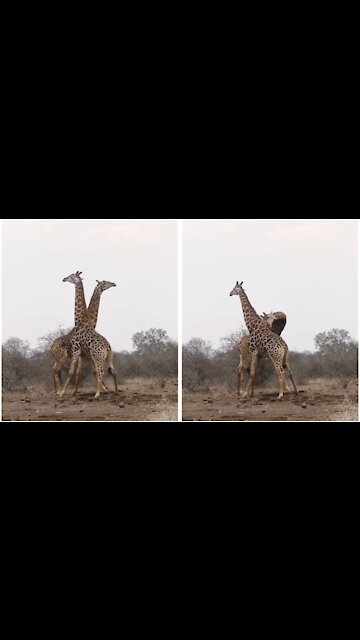 A male and a female giraffe quarreling