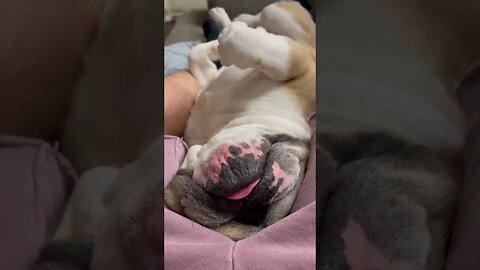 Worked Hard Today 😂 #englishbulldog