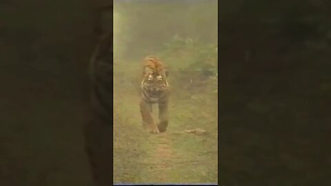 Tiger Charges at Cameraman!