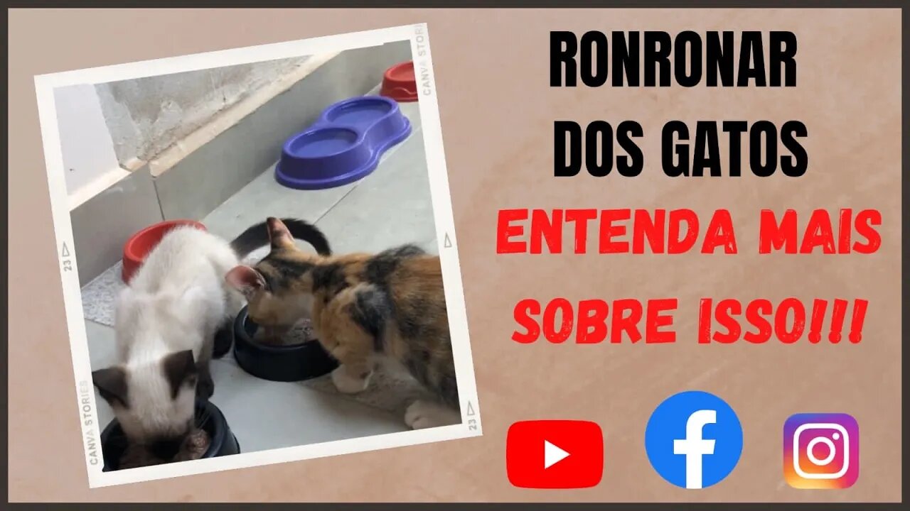 Os Gatos Ronronam enquanto dormem estão felizes ou se comunicando entenda mais sobre isso!