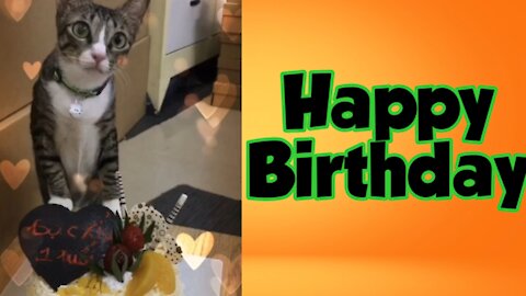 Birthday of a cute little cat