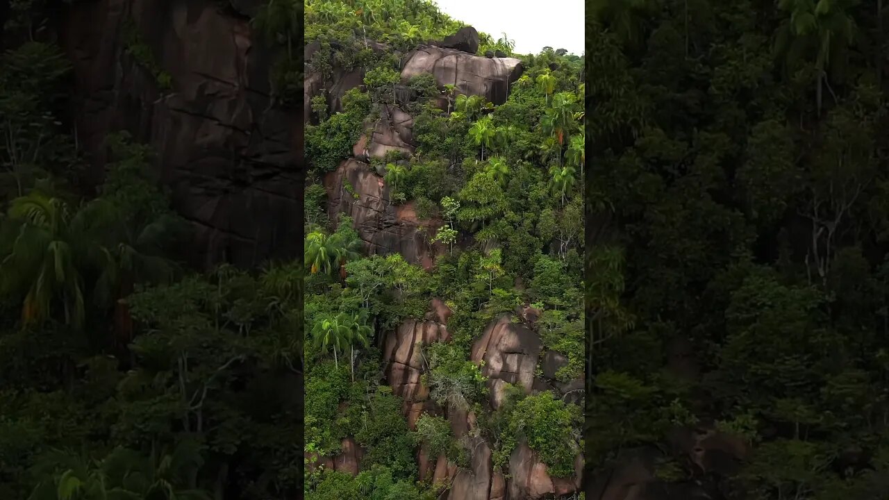 SEYCHELLES’S IMPASSABLE JUNGLE #Shorts