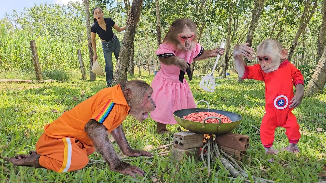 So funny adorable! Monkey Su & Kuku Mimi secretly steal mom's peanuts to cook