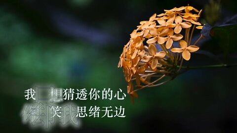 你的笑 (大火诗选) [Your Smile, A Dahuo Poem], Beautiful Flowers/Plants Photos with Ambient Music.