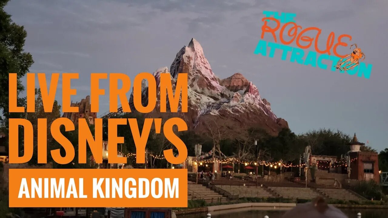 Live From Disney's Animal Kingdom | How Are The Crowds