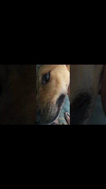 My good boy ❤️ retired farm dog