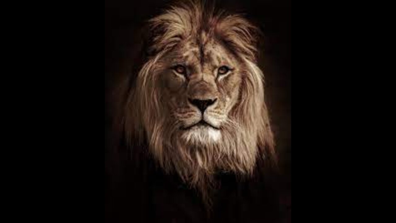 THE LION