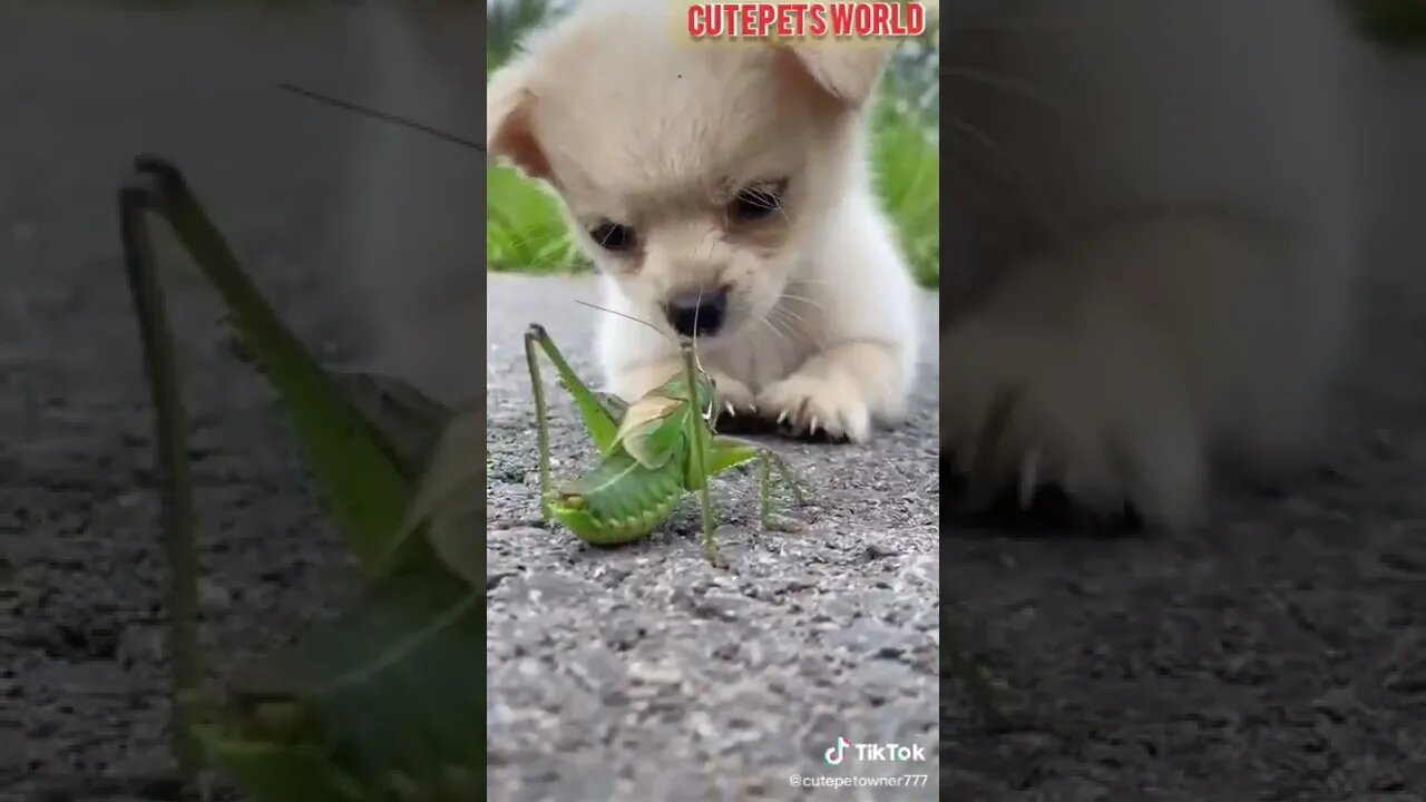 Cute and funny puppy videos/#kitten #cat #kitty #funny kitten #funnycat #trending #shorts #tiktok